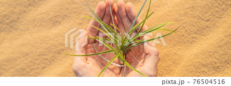 Hands holding tree growing in desert, hands growing tree, save the world, environmental problems, cut tree BANNER, LONG FORMAT Hands holding tree growing in desert, hands growing tree, save the world, environmental problems, cut tree BANNER, LONG FORMAT 76504516