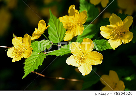 ヤマブキ（山吹） 76504626