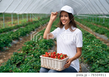 Squatting woman is picking strawberries in greenhouse. 76504911