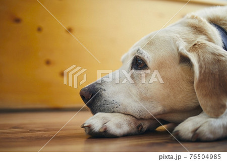 Portrait of old dog at home Portrait of old dog at home 76504985
