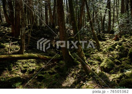 （山梨県）自然が残る薄暗い青木ヶ原樹海 76505362