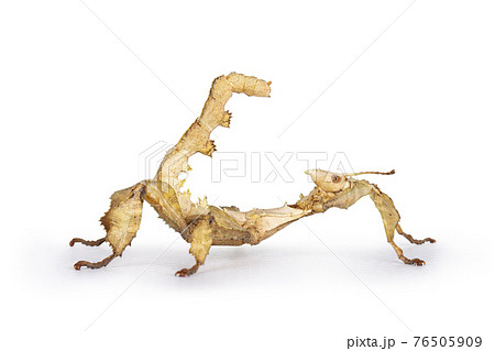 Spiny leaf insect on white background Spiny leaf insect on white background 76505909