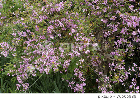 春に咲いた可愛いピンクの花の木ウンナンハギ 春に咲いた可愛いピンクの花の木ウンナンハギ 76505939