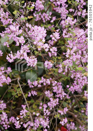 春に咲いた可愛いピンクの花の木ウンナンハギ 春に咲いた可愛いピンクの花の木ウンナンハギ 76505942