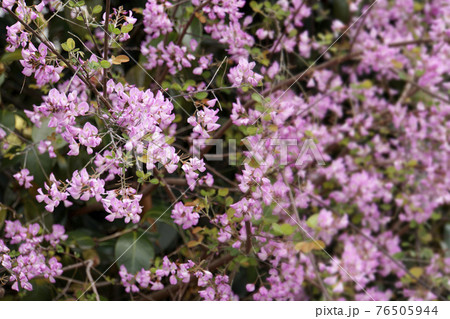 春に咲いた可愛いピンクの花のウンナンハギ 春に咲いた可愛いピンクの花のウンナンハギ 76505944