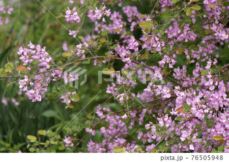 春に咲いた可愛いピンクの花のウンナンハギ 春に咲いた可愛いピンクの花のウンナンハギ 76505948