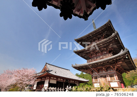 壷阪寺 本堂・三重塔とさくら 壷阪寺 本堂・三重塔とさくら 76506248