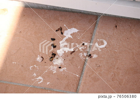 ツバメのフン 76506380