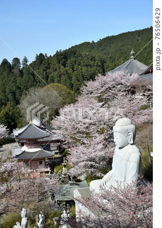 サクラ咲く壷阪寺 大釈迦如来石像 サクラ咲く壷阪寺 大釈迦如来石像 76506429