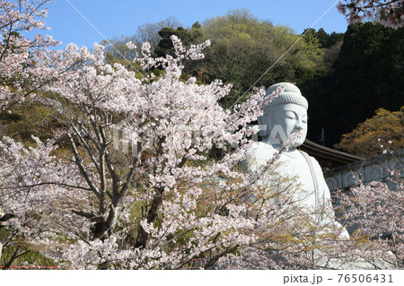 サクラ咲く壷阪寺 大釈迦如来石像 サクラ咲く壷阪寺 大釈迦如来石像 76506431