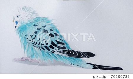膨らんだセキセイインコのイラスト素材