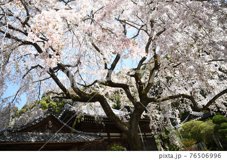 地福寺のしだれ桜 地福寺のしだれ桜 76506996