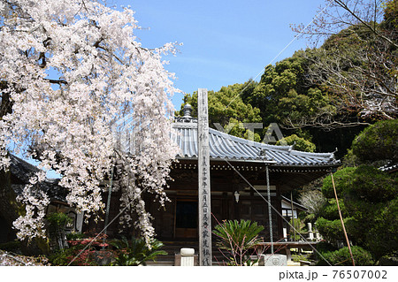 地福寺のしだれ桜 76507002