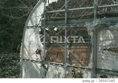 朽ちてビニールが破れたビニールハウス 朽ちてビニールが破れたビニールハウス 76507185