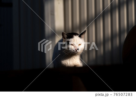 怒る猫 76507283