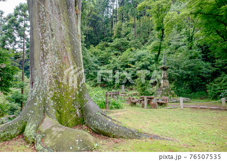 普門寺の大杉 普門寺の大杉 76507535