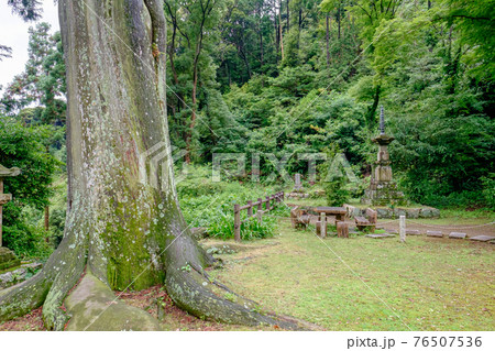 普門寺の大杉 普門寺の大杉 76507536