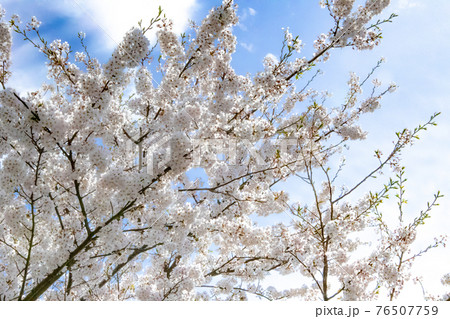 福島町 大山公園の桜 長崎県 松浦市 福島町 大山公園の桜 長崎県 松浦市 76507759