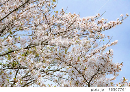 福島町 大山公園の桜 長崎県 松浦市 福島町 大山公園の桜 長崎県 松浦市 76507764
