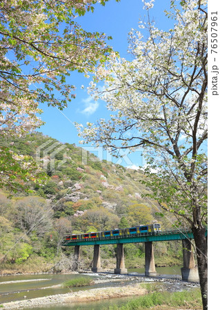 春の水郡線「久慈川と山桜咲く山肌背景に」 春の水郡線「久慈川と山桜咲く山肌背景に」 76507961