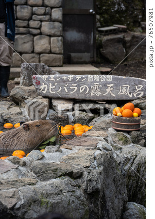 カピバラ - 入浴中 76507981