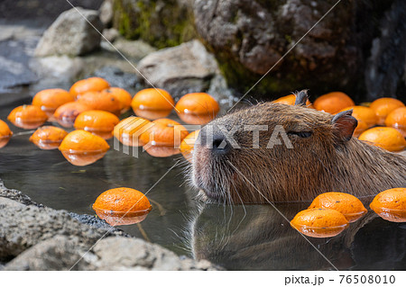 カピバラ - 入浴中 カピバラ - 入浴中 76508010