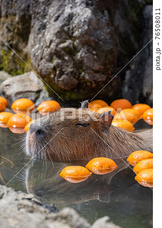 カピバラ - 入浴中 76508011