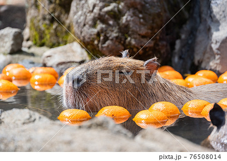 カピバラ - 入浴中 76508014