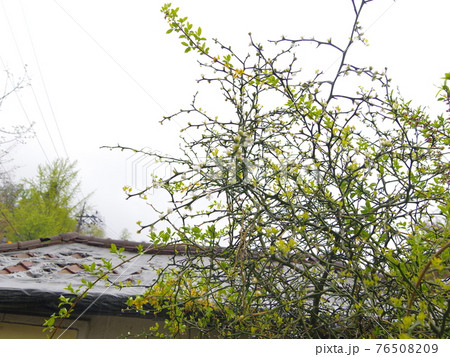 花 万 花畑 76508209