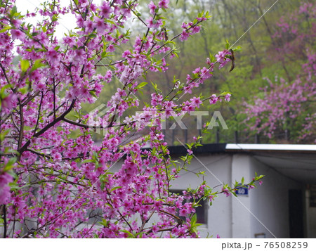 花 万 花畑 76508259