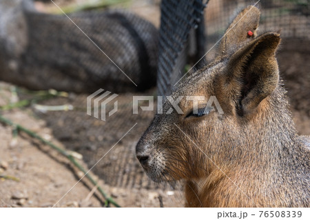 マーラ マーラ 76508339