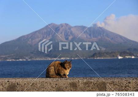 噴火する桜島を背にうたた寝するサビ猫 76508343