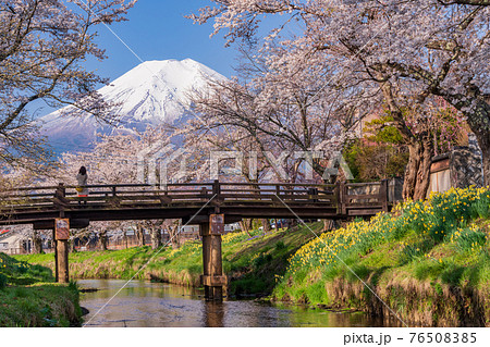 （山梨県）忍野村・新名庄川の桜と富士山 76508385