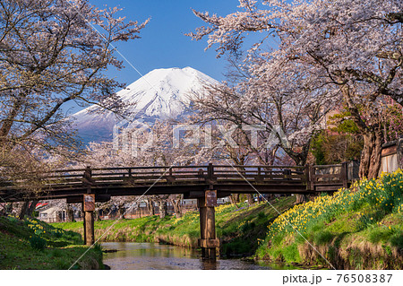 （山梨県）忍野村・新名庄川の桜と富士山 76508387