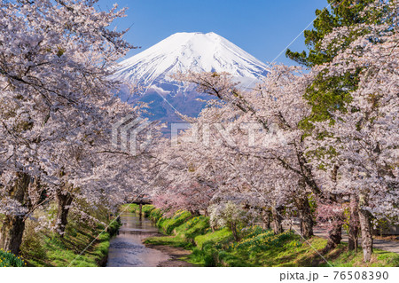 （山梨県）忍野村・新名庄川の桜と富士山 76508390