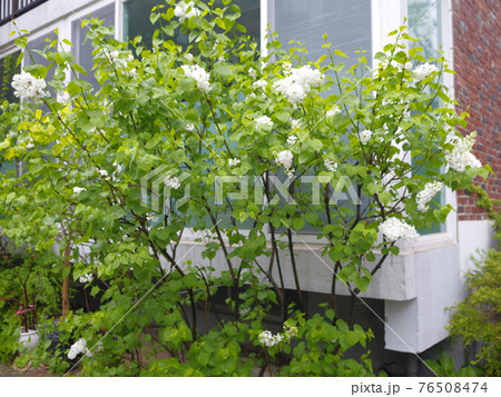 花 木 時価 76508474