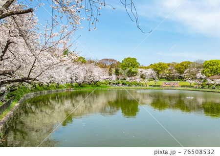 名城公園、満開の桜〈愛知県名古屋市〉 76508532