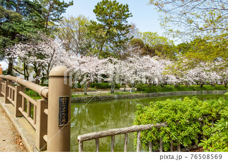 名城公園、満開の桜〈愛知県名古屋市〉 名城公園、満開の桜〈愛知県名古屋市〉 76508569