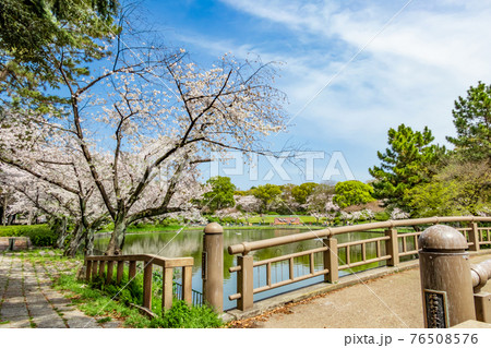名城公園、満開の桜〈愛知県名古屋市〉 名城公園、満開の桜〈愛知県名古屋市〉 76508576