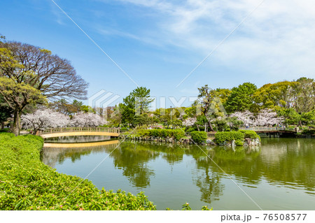 名城公園、満開の桜〈愛知県名古屋市〉 名城公園、満開の桜〈愛知県名古屋市〉 76508577