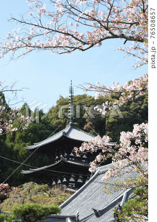 当麻寺　東塔(三重塔)とさくら 76508657