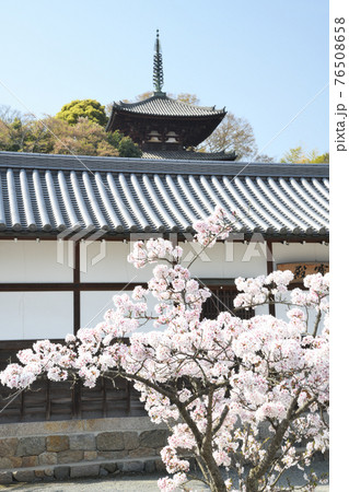 当麻寺　東塔(三重塔)とさくら 76508658