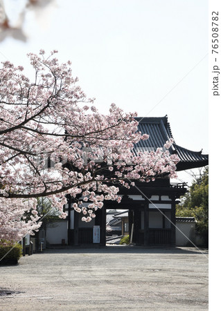當麻寺 東大門のさくら 境内からの眺め 當麻寺 東大門のさくら 境内からの眺め 76508782
