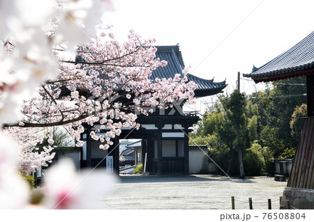 當麻寺　東大門のさくら　境内からの眺め 76508804