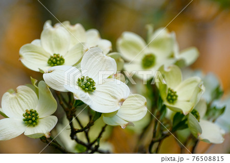 4月 群馬県 白のハナミズキ 花水木 の写真素材