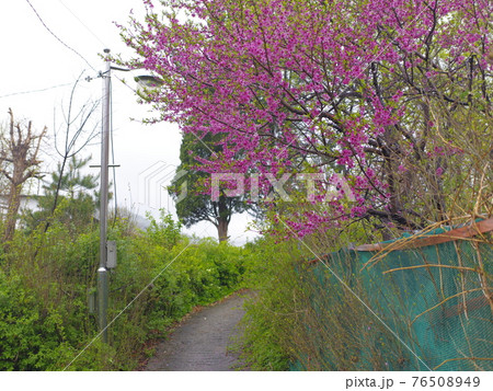 春 スポット 花 76508949