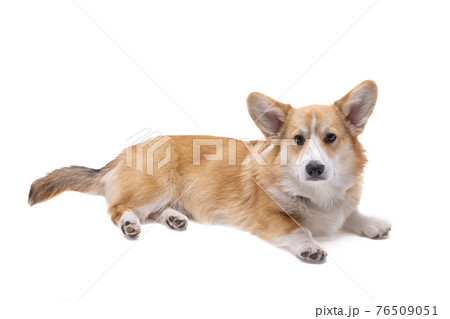 corgi welsh pembroke isolated corgi welsh pembroke isolated 76509051