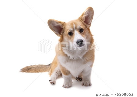 corgi welsh pembroke isolated 76509052