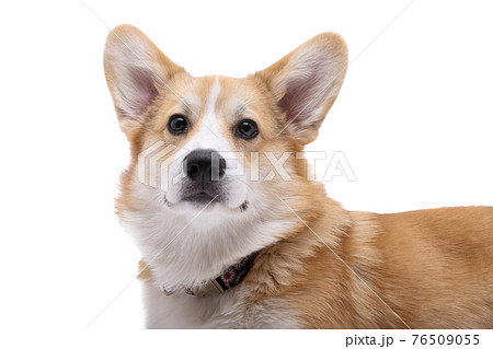 corgi welsh pembroke isolated corgi welsh pembroke isolated 76509055