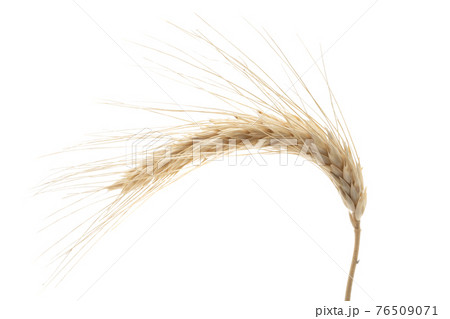 spike of wheat isolated 76509071